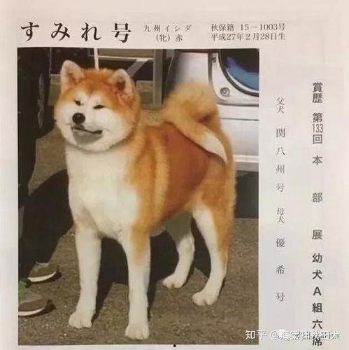 希狗视频在线观看,畅享欢乐时光，在线观看轻松娱乐  第3张