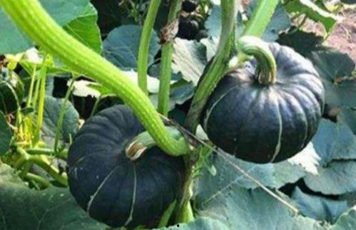 网红吃瓜骗局是真的吗,真相与谎言的交织  第3张