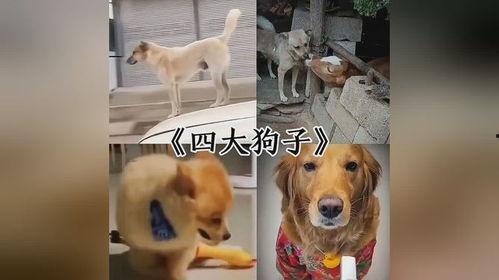 早期狗子爆料视频大全,揭秘娱乐圈幕后真相  第3张