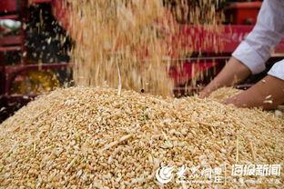 河南网红爆料小麦视频,揭秘小麦种植背后的故事 第3张 河南网红爆料小麦视频,揭秘小麦种植背后的故事 第3张